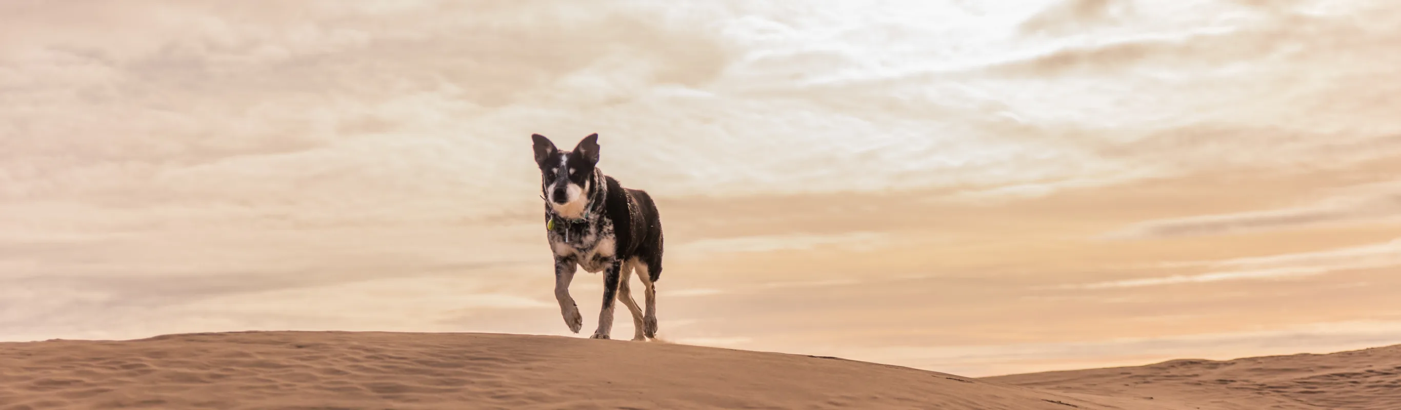 Dog walking in the sand 