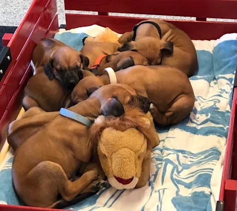 Litter of puppies Litter of puppies