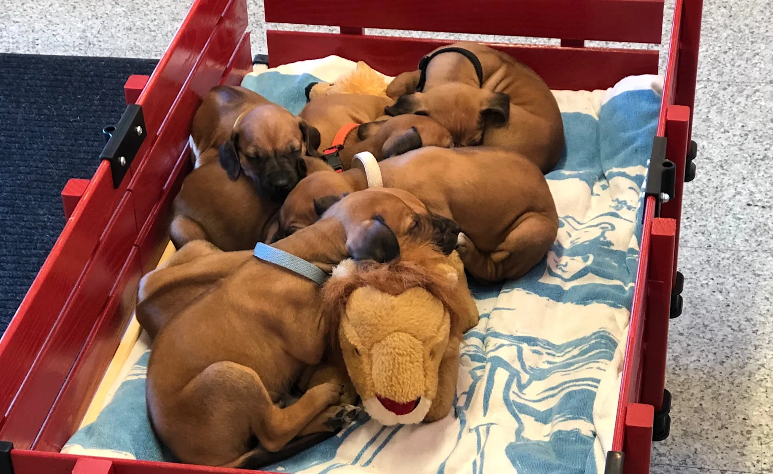 Litter of puppies Litter of puppies