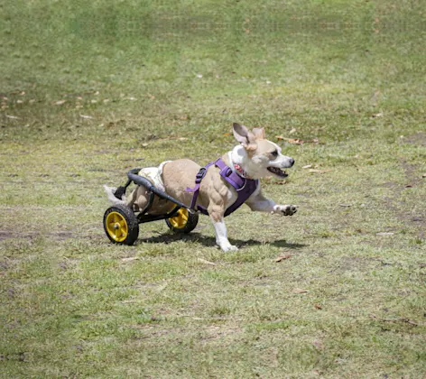 Canine Rehabilitation at Animal Specialty & Emergency Center