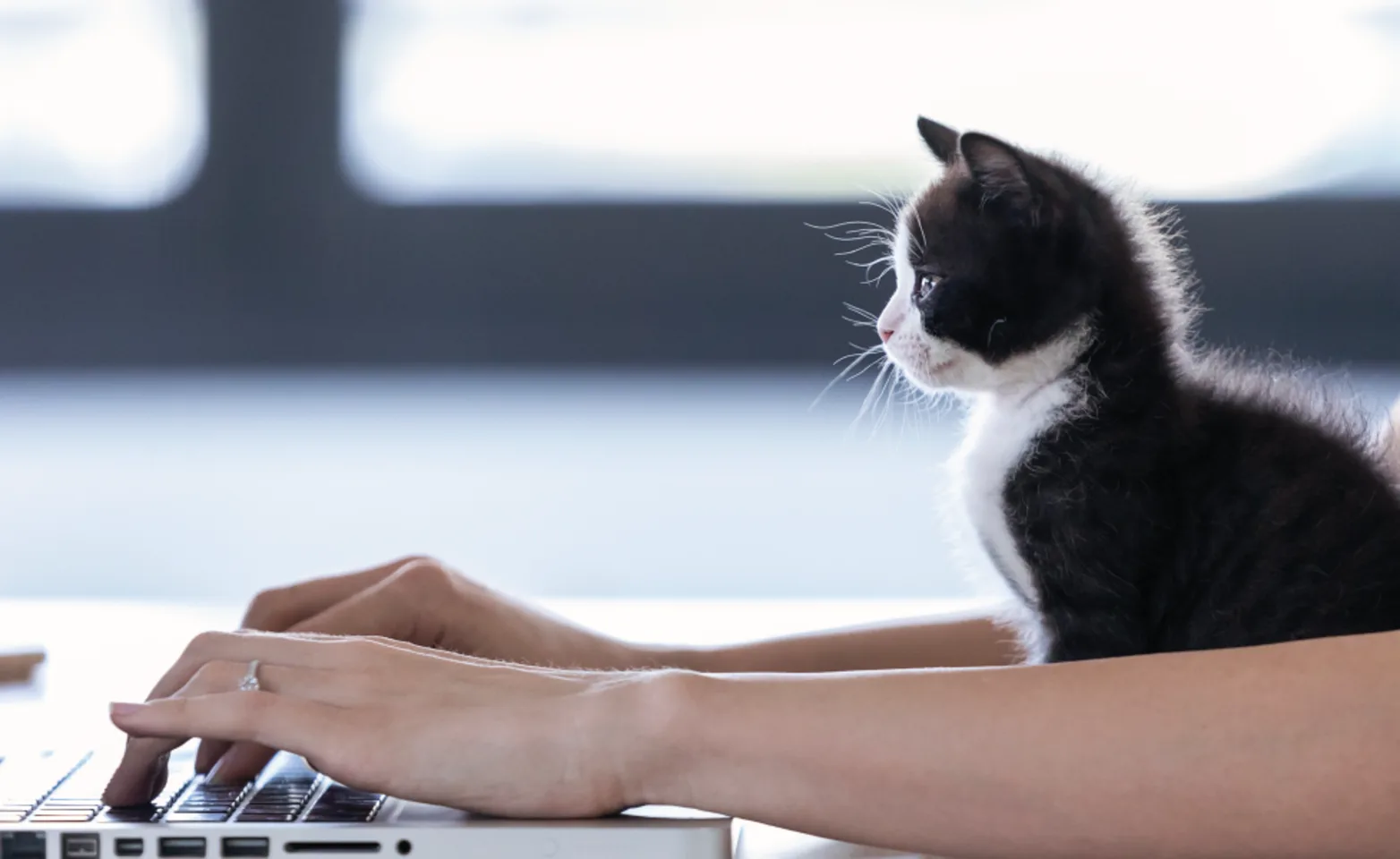 A black and white kitten sitting in front of a laptop looking at screen while a woman is working