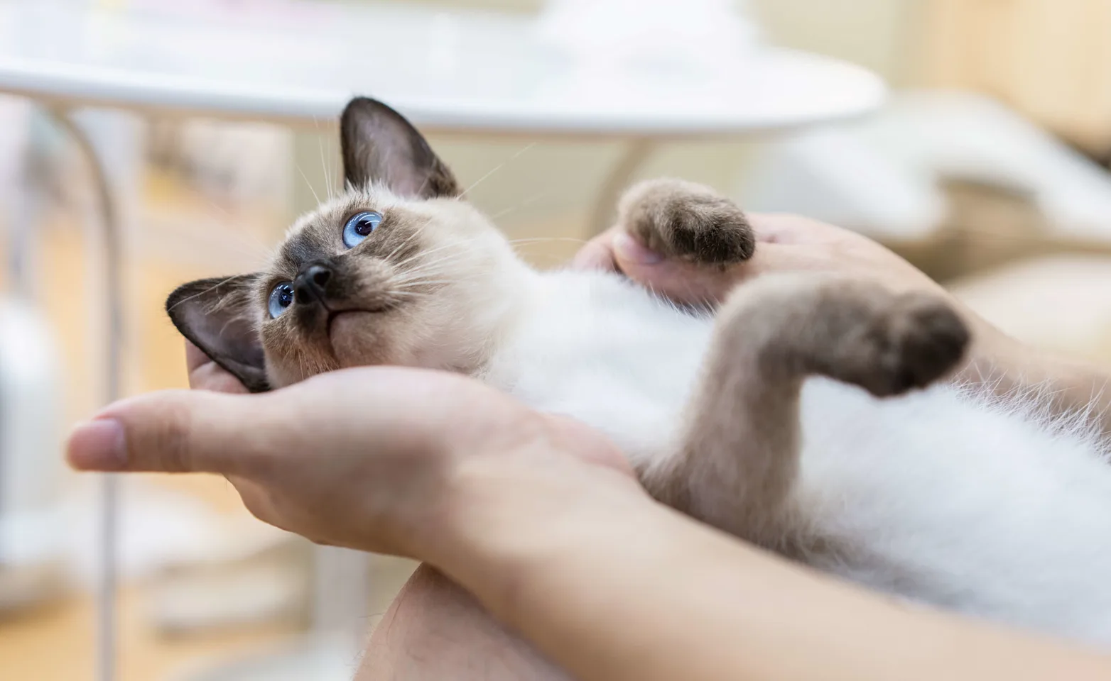 Siamese cat being held Siamese cat being held