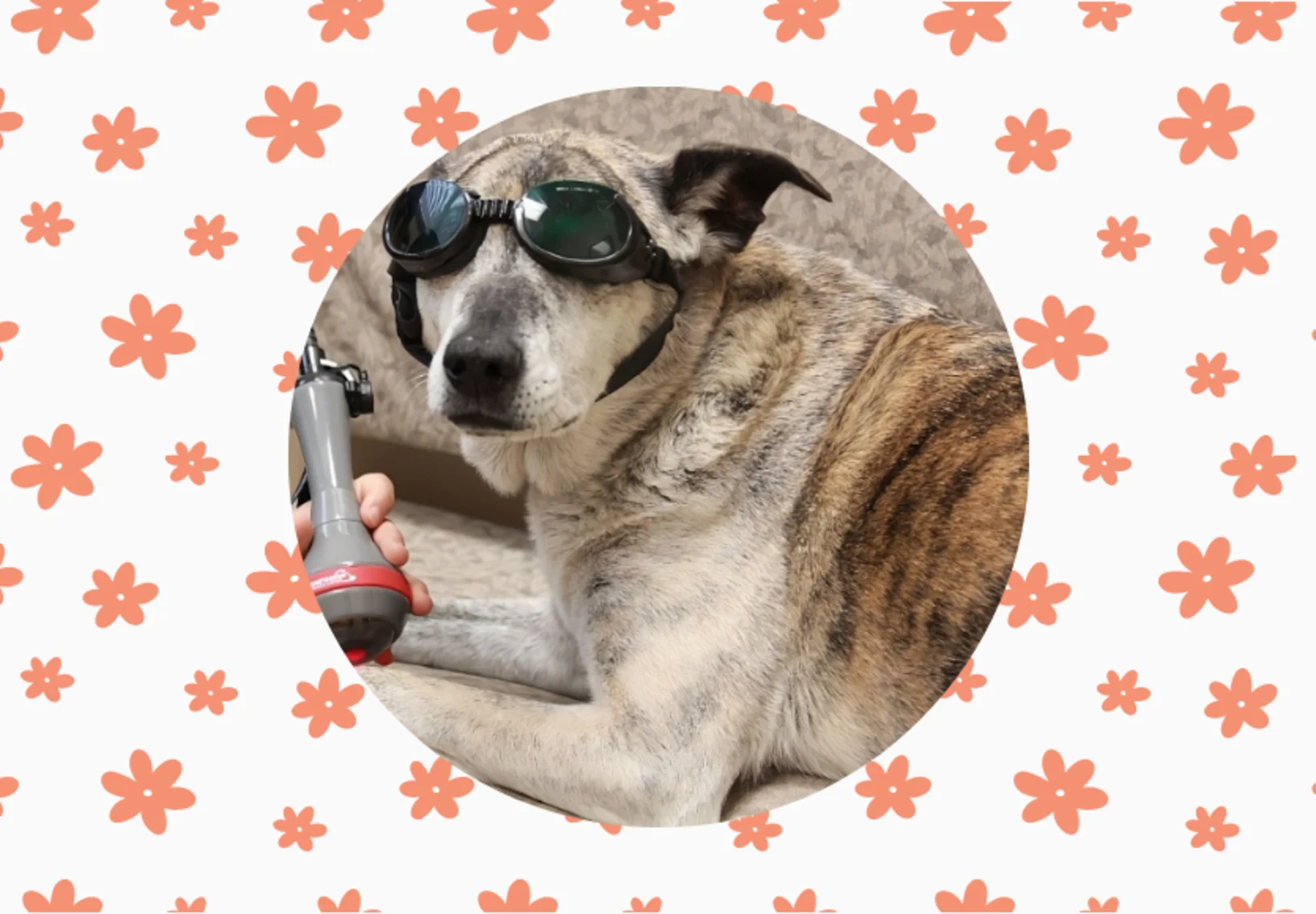 A dog receiving laser therapy A dog receiving laser therapy
