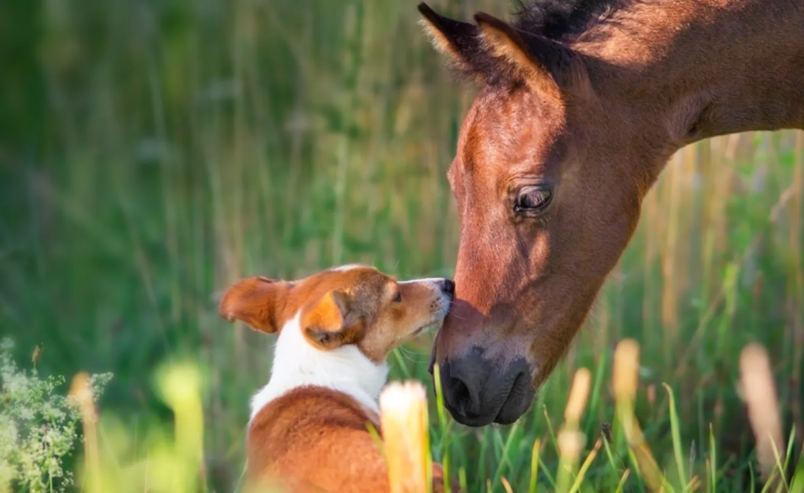 Dog and horse with each other sniffing each others noses Dog and horse with each other sniffing each others noses
