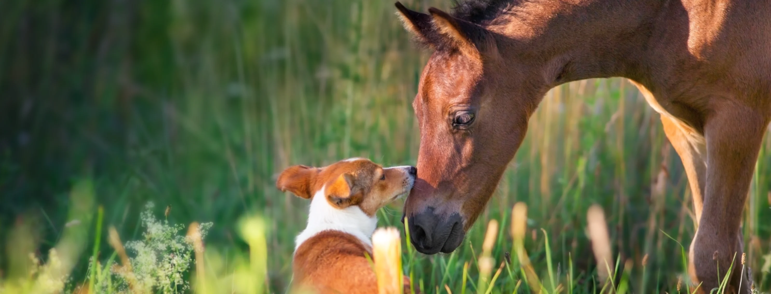 Dog and horse with each other sniffing each others noses