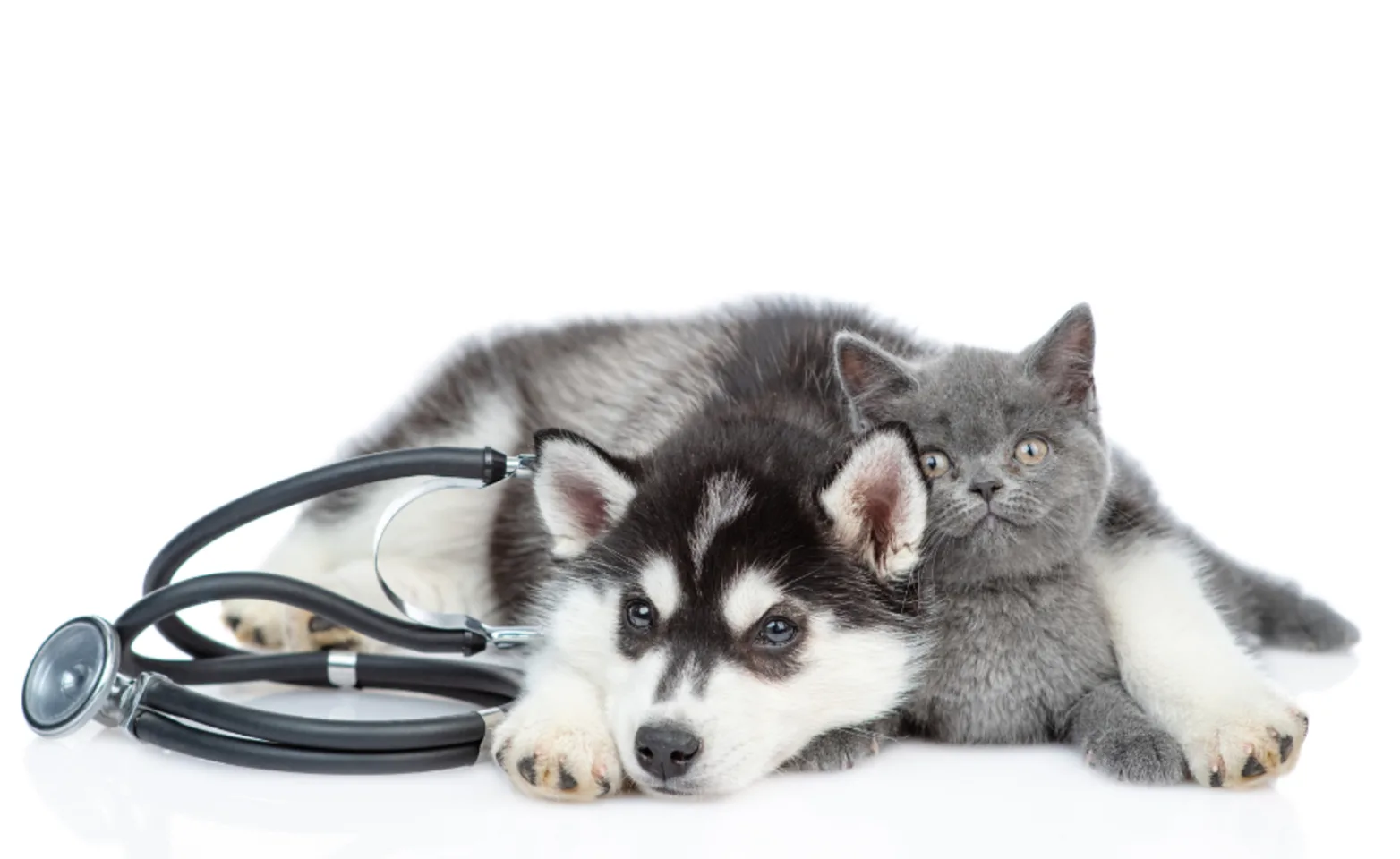 Dog and cat lying down next to a stethoscope