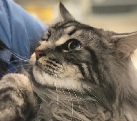 Cat being held by a veterinarian Cat being held by a veterinarian