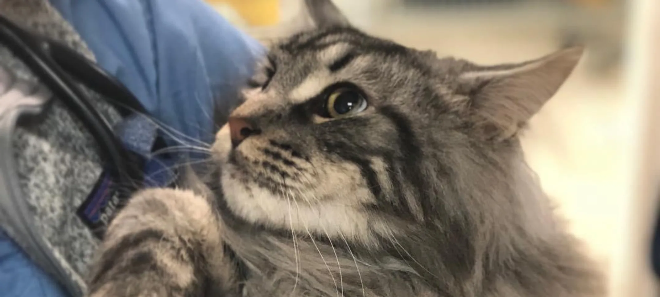 Cat being held by a veterinarian Cat being held by a veterinarian