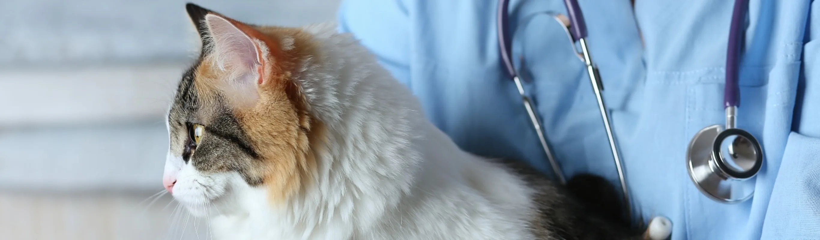 A veterinarian holding a cat A veterinarian holding a cat