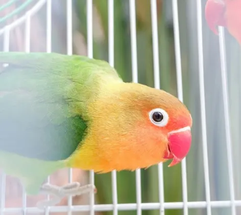 2 birds in a cage 2 birds in a cage