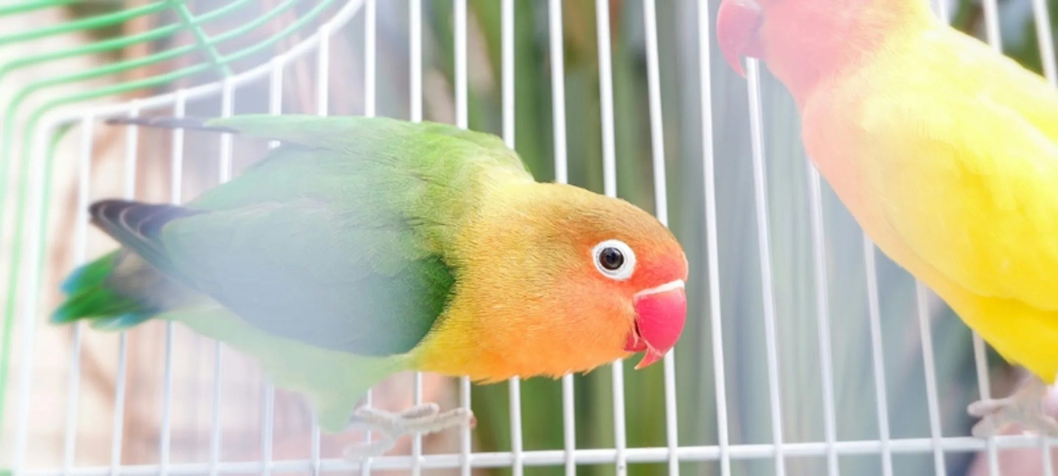 2 birds in a cage 2 birds in a cage