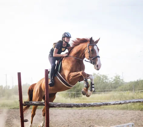Horse and jockey jumping over a hurdle Horse and jockey jumping over a hurdle