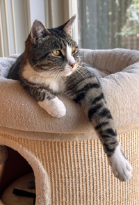 Gray Cat Laying on Cat Tree Bed