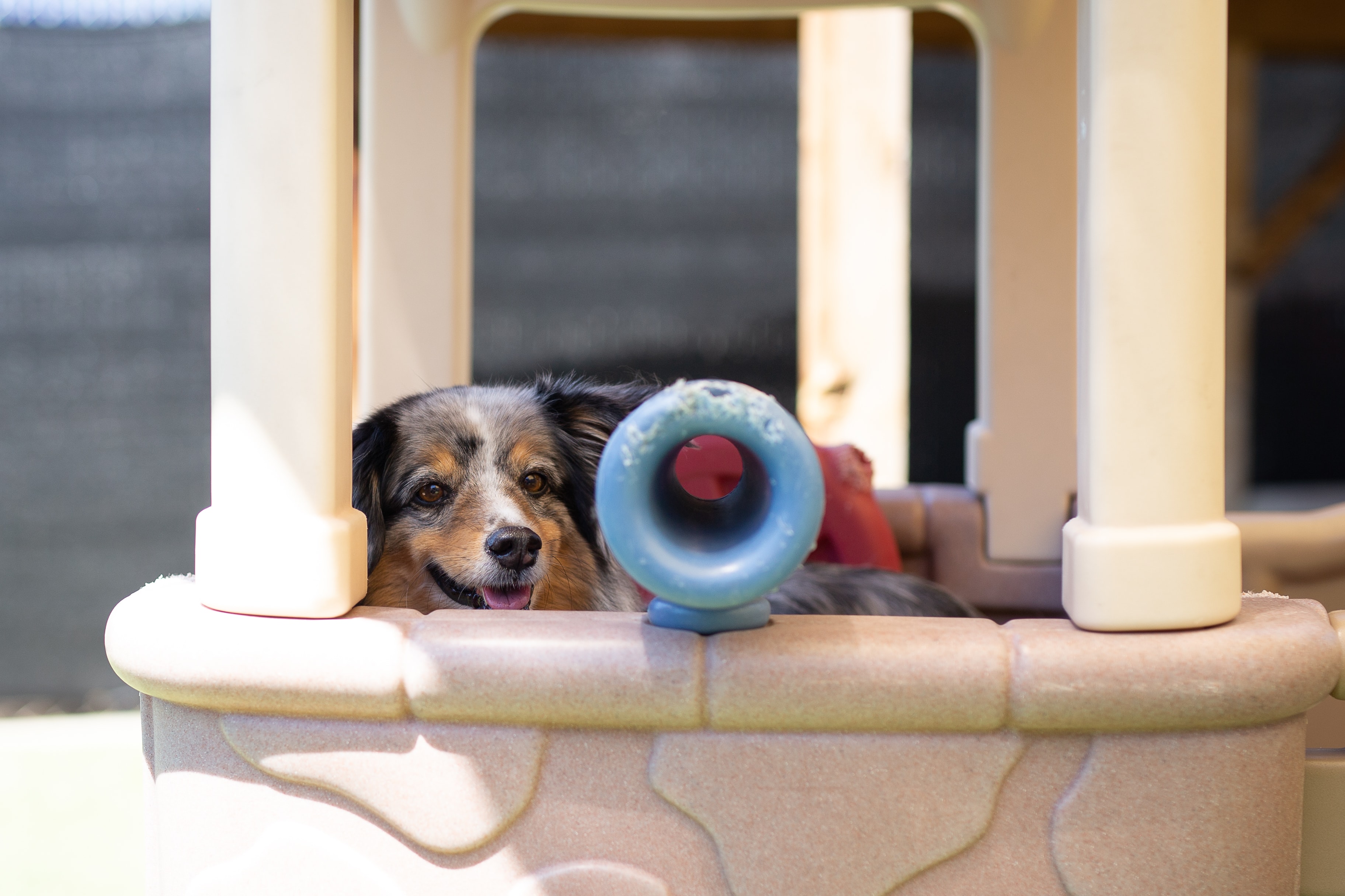 Dog in playground at Bowhaus in Boulder, CO