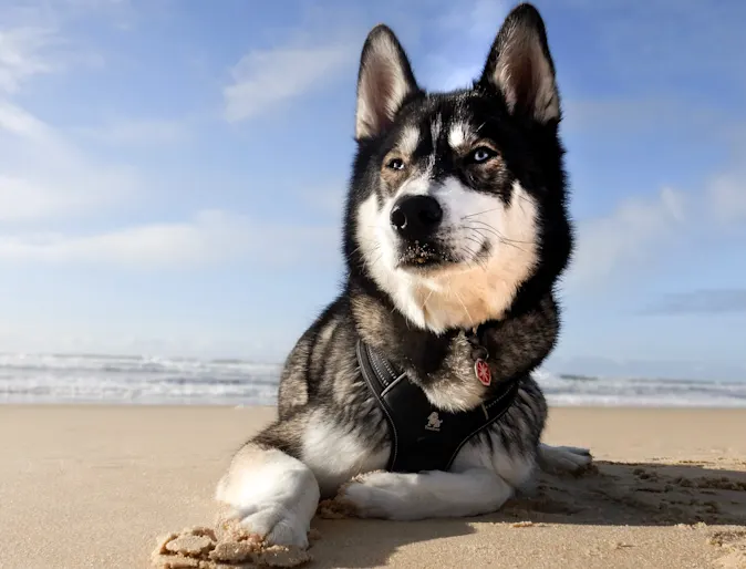 husky sitting on flat sand husky sitting on flat sand