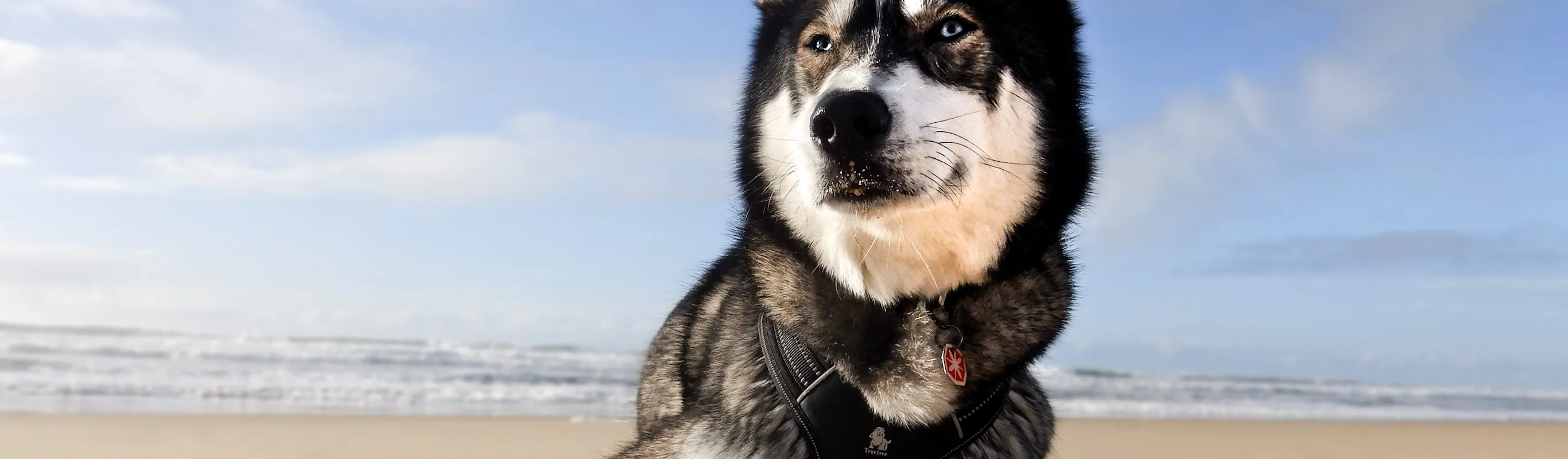 husky sitting on flat sand