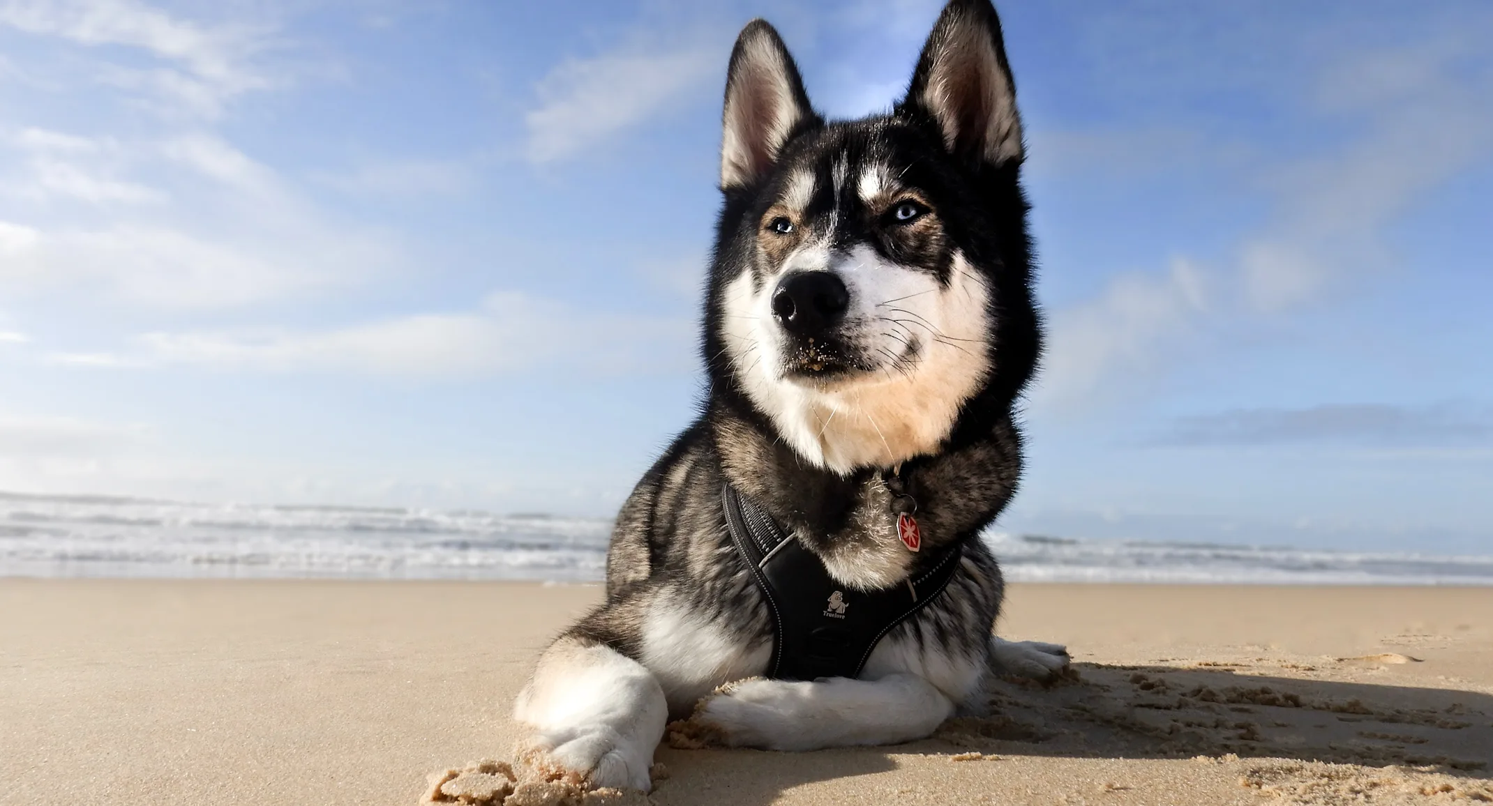 husky sitting on flat sand husky sitting on flat sand