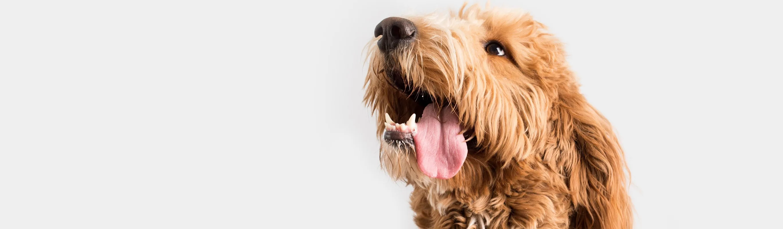 Shaggy dog with his tongue out and sitting with grey background