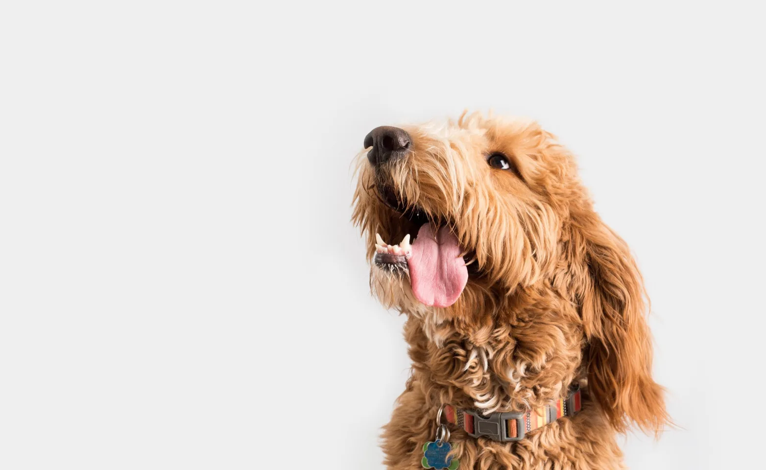 Shaggy dog with his tongue out and sitting with grey background