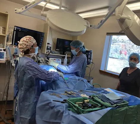 Laparoscopic Surgery at Riverview Animal Hospital Laparoscopic Surgery at Riverview Animal Hospital