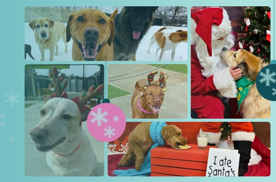 Christmas at Pet Resorts