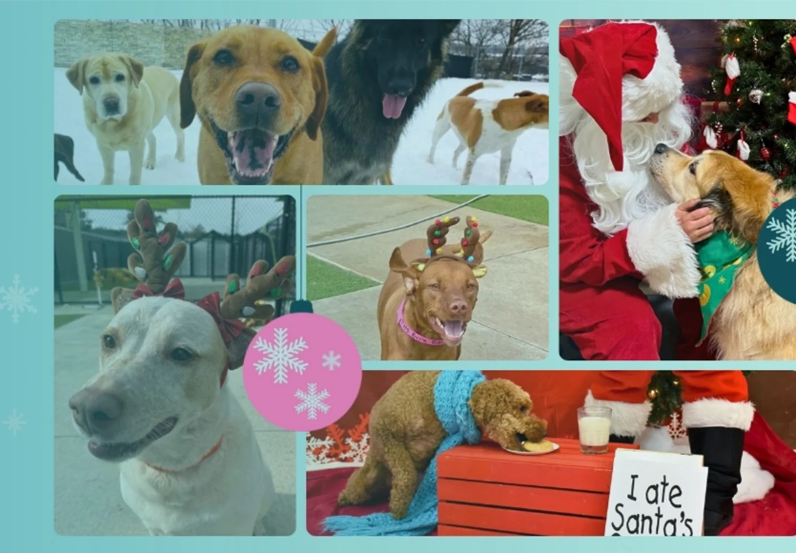 Christmas at Pet Resorts Christmas at Pet Resorts