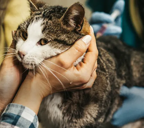 Cat Being Examined by Veterinarians Cat Being Examined by Veterinarians