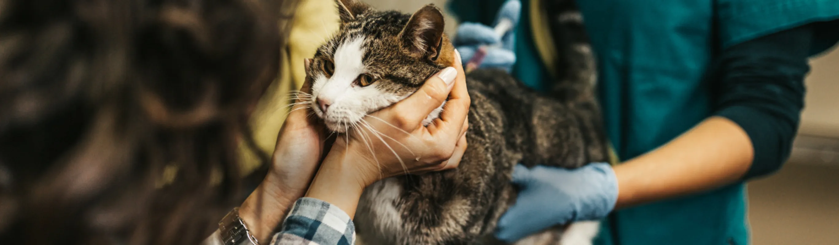 Cat Being Examined by Veterinarians