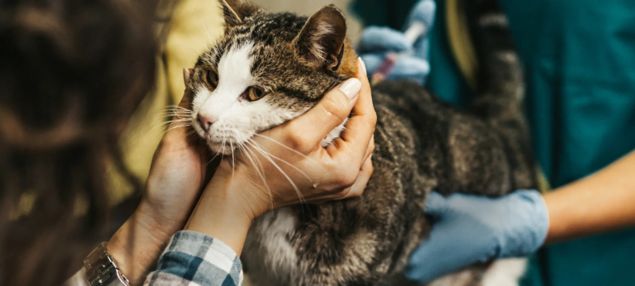 Cat Being Examined by Veterinarians Cat Being Examined by Veterinarians