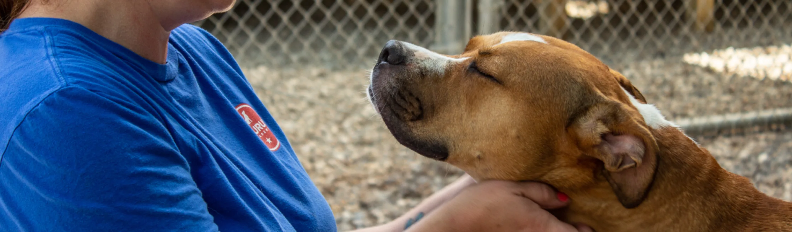 Dog closing eyes Dog closing eyes