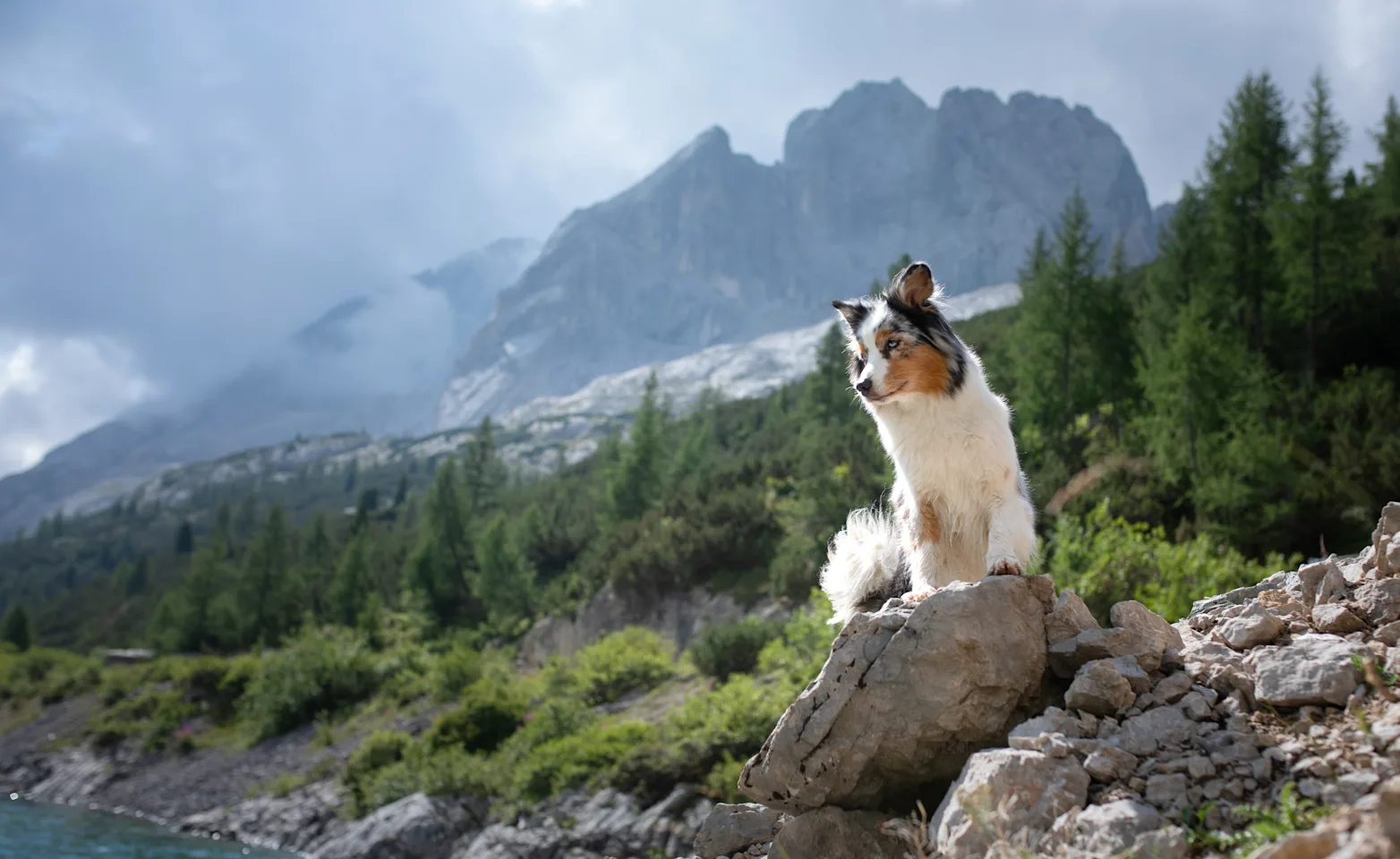 Dog on mountain Dog on mountain