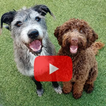 Two dogs posing for the camera with a YouTube logo