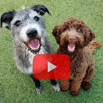 Two dogs posing for the camera with a YouTube logo Two dogs posing for the camera with a YouTube logo