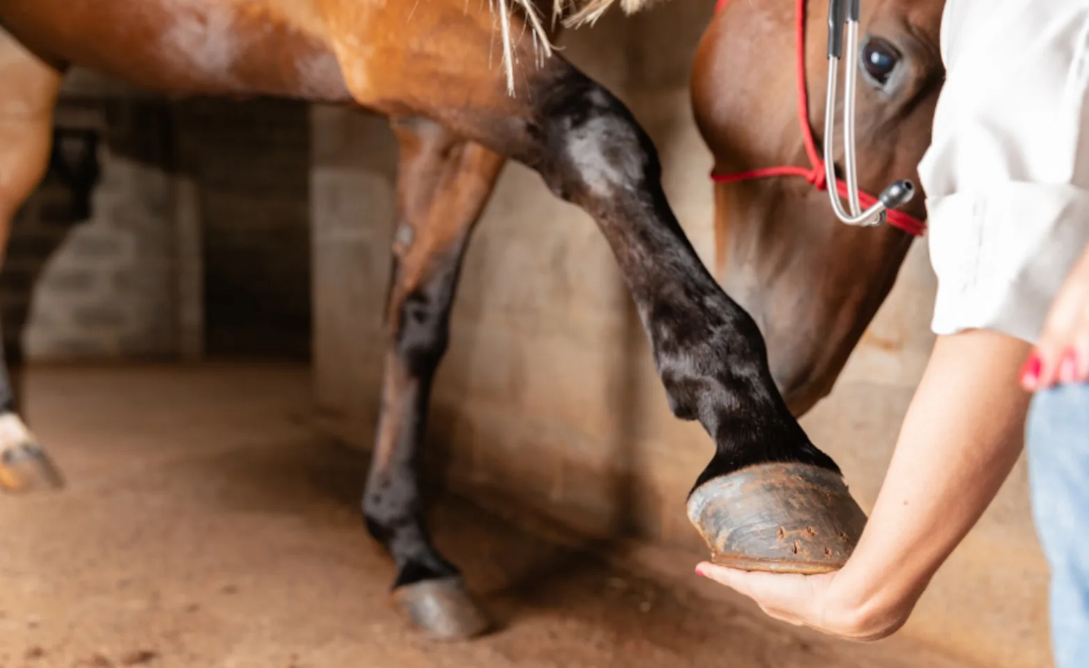 A brown horse being examined