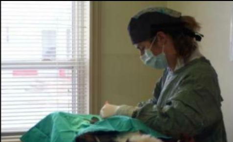 Vet performing surgery