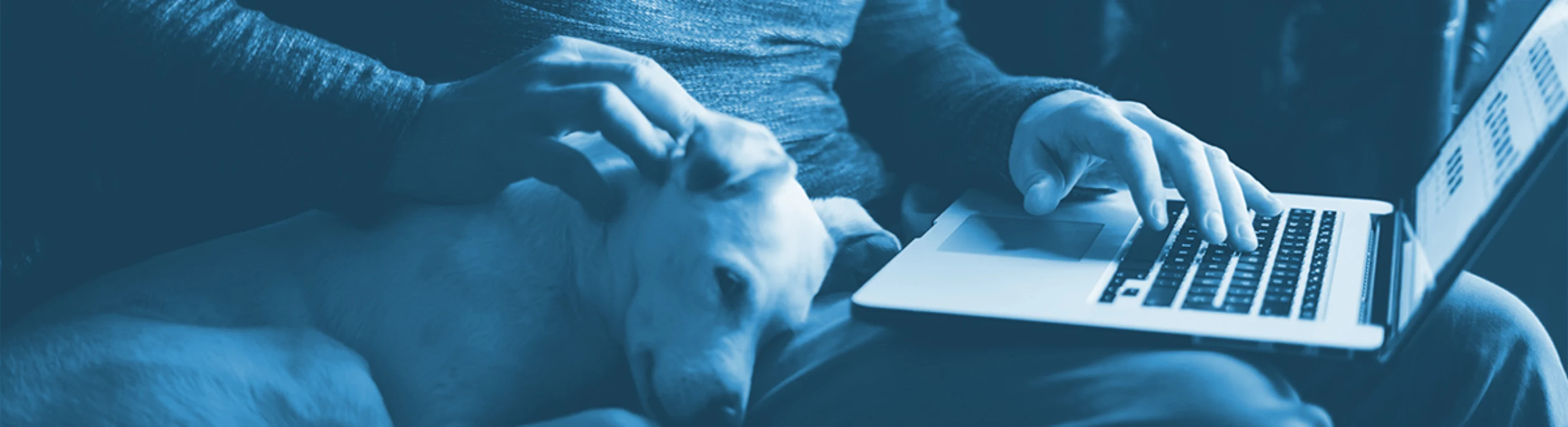 dog with person on couch with laptop