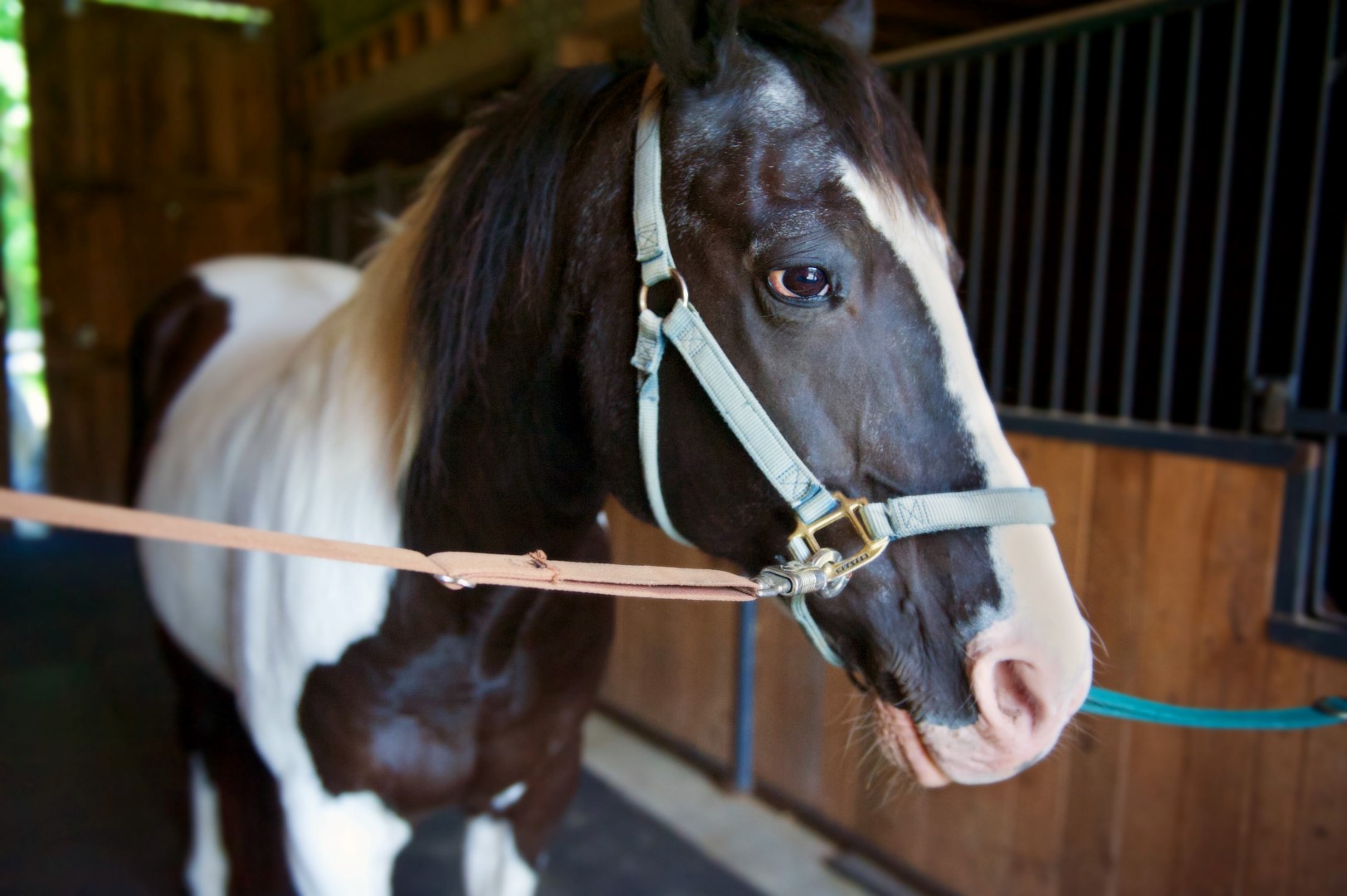 brown and white horse being examined by staff at Henniker Veterinary Hospital