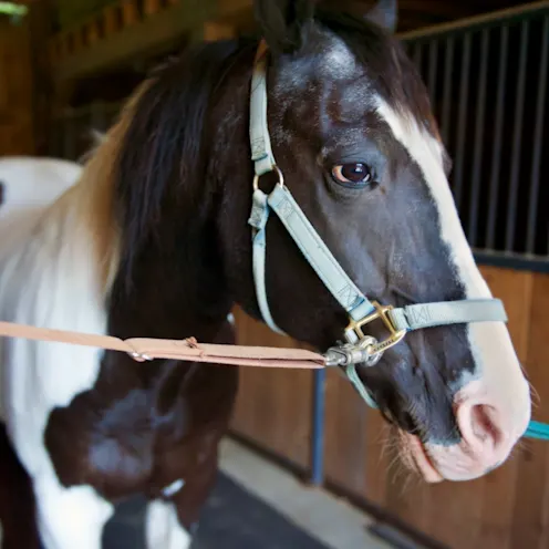 brown and white horse being examined by staff at Henniker Veterinary Hospital brown and white horse being examined by staff at Henniker Veterinary Hospital