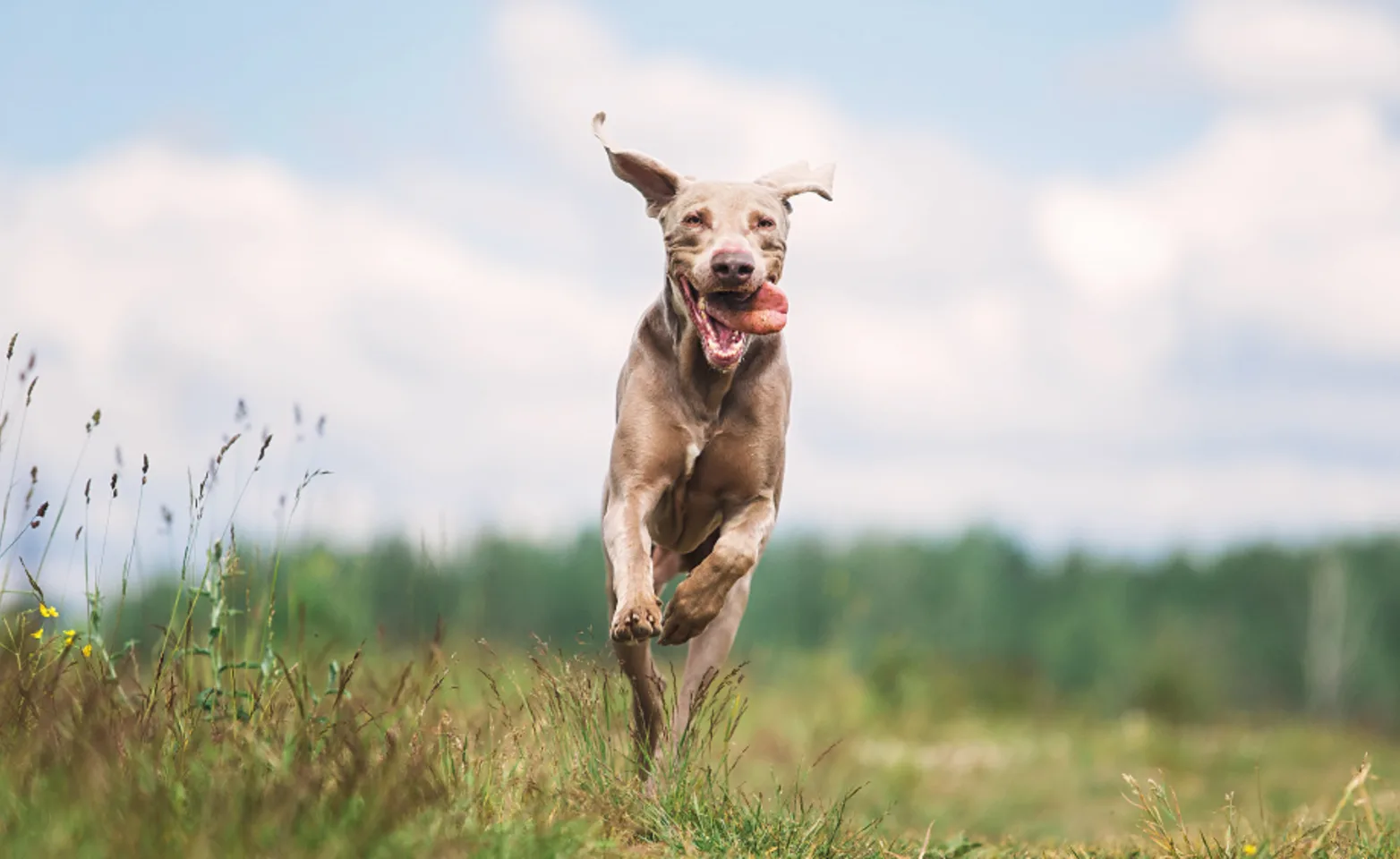 Healthy dog running through grassy field