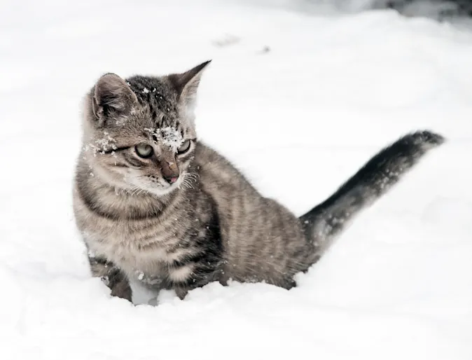 Cat in the snow Cat in the snow