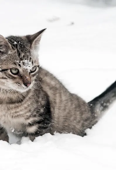 Cat in the snow Cat in the snow
