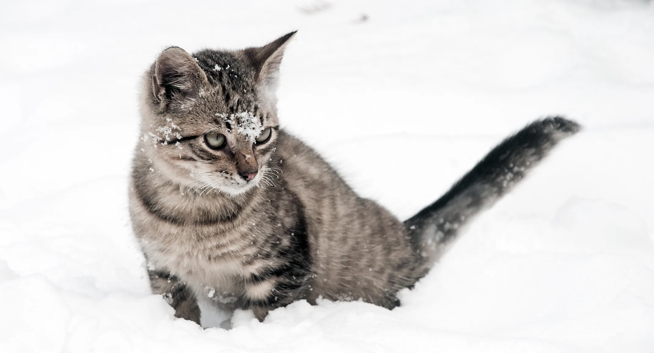 Cat in the snow Cat in the snow