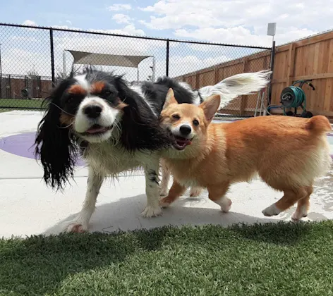 City Bark Denver puppy at puppy preschool City Bark Denver puppy at puppy preschool