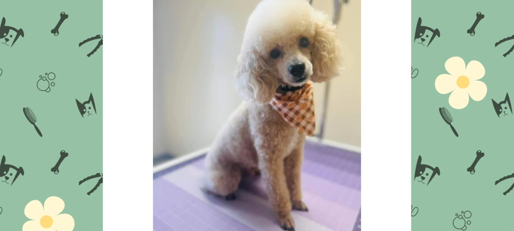 Dog Groomed at Highway 92 Animal Hospital Dog Groomed at Highway 92 Animal Hospital