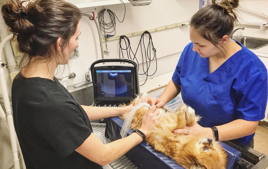 Staff Performing an Ultrasound on a Small Dog