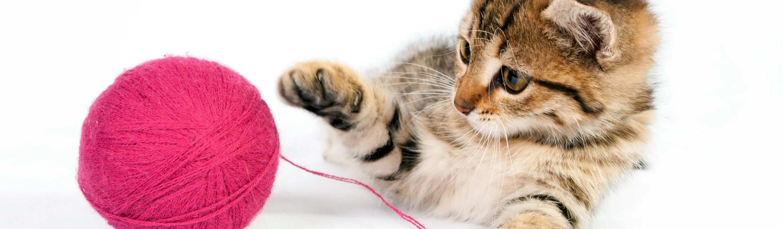 Cat playing with a ball of yarn