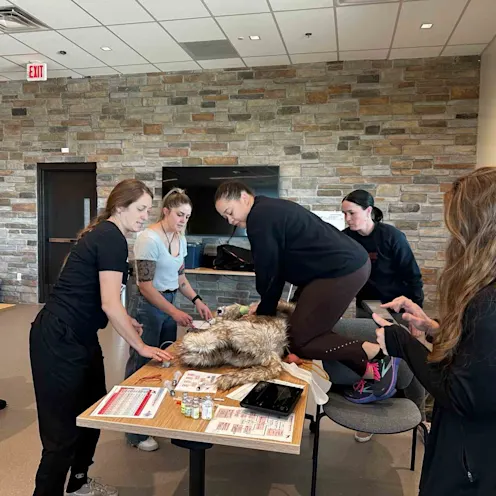 Staff performing CPR on a mannequin Staff performing CPR on a mannequin