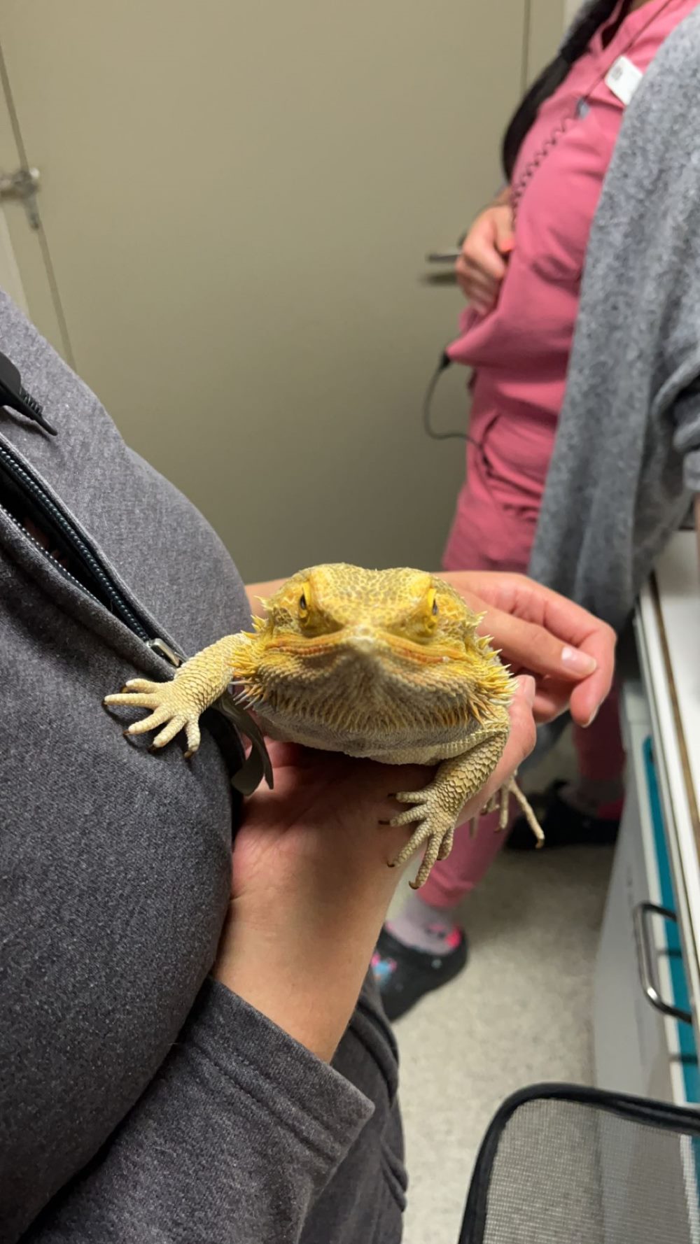 person holding yellow bearded dragon