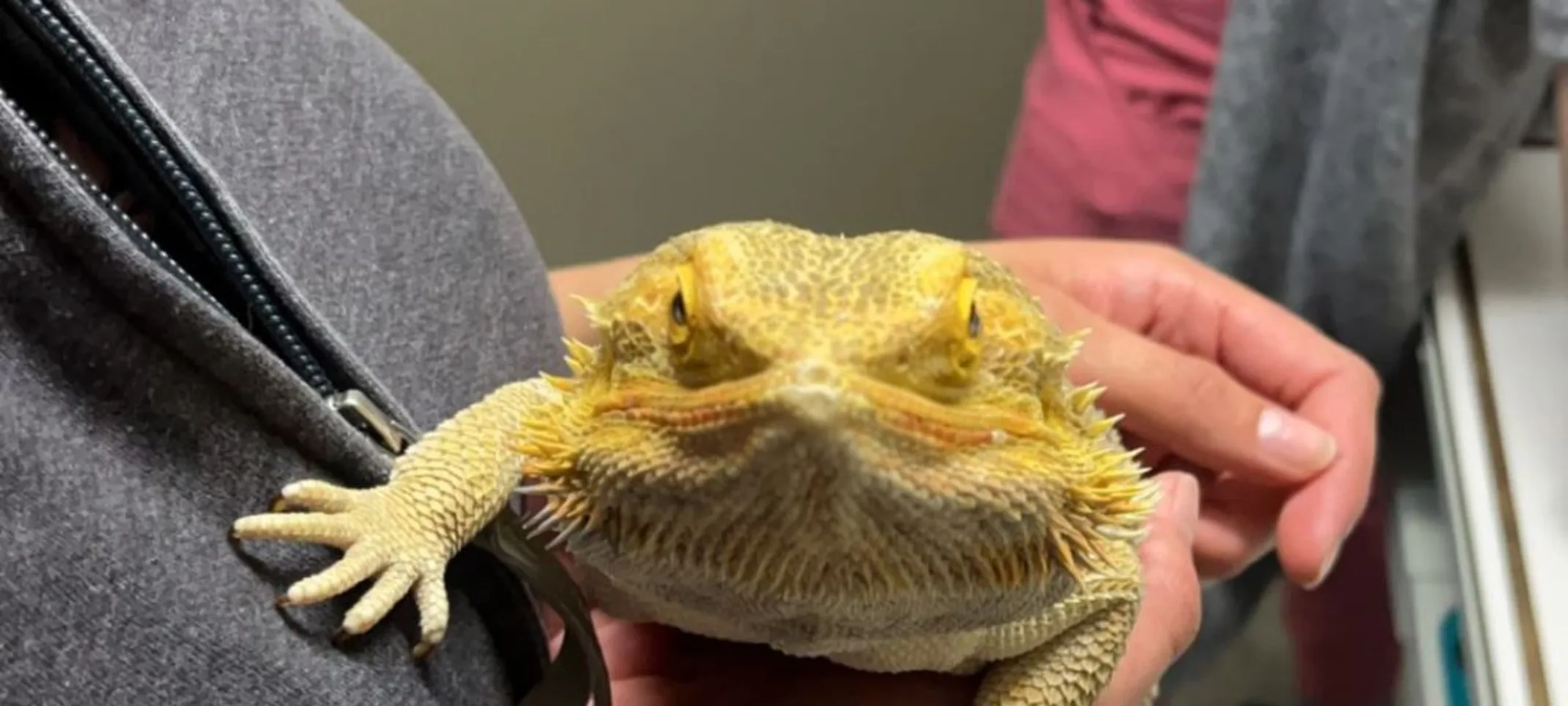 person holding yellow bearded dragon person holding yellow bearded dragon