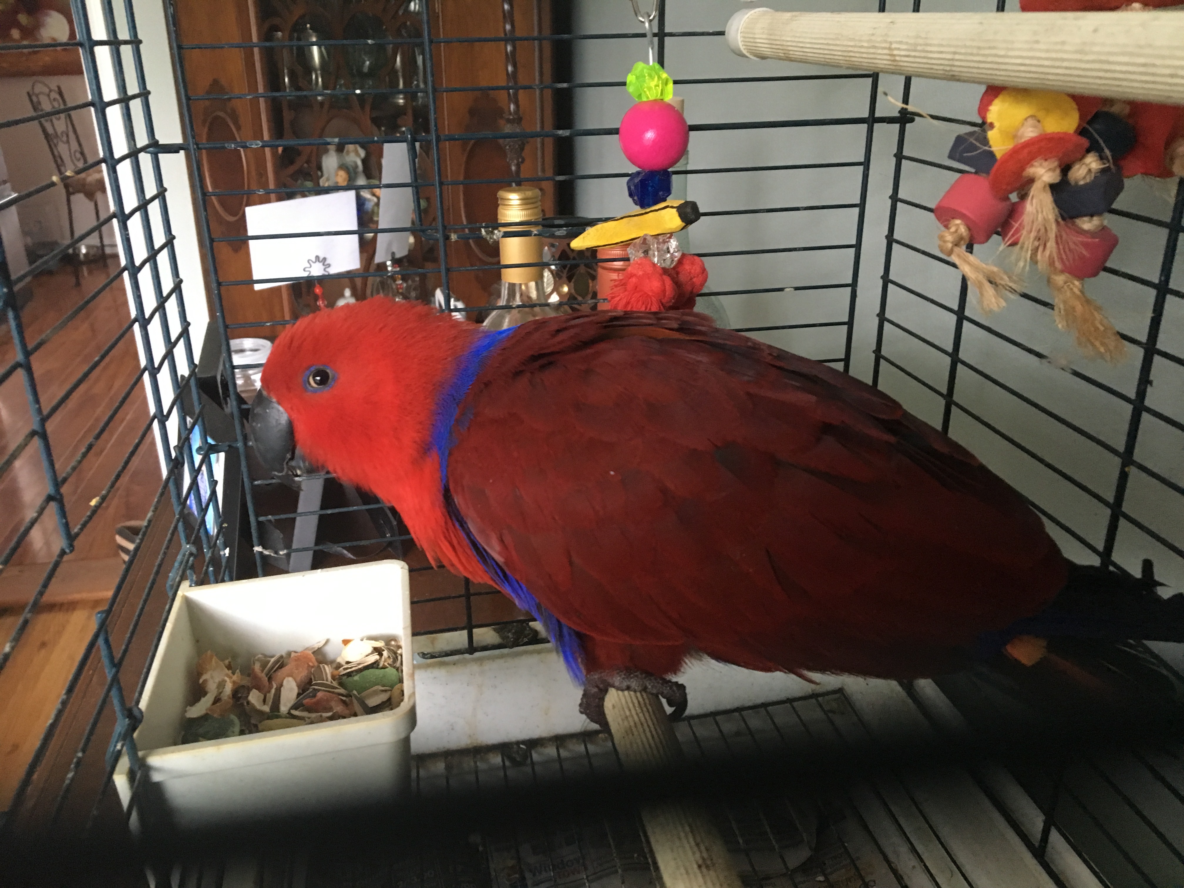 Waterville Veterinary Clinic Bird